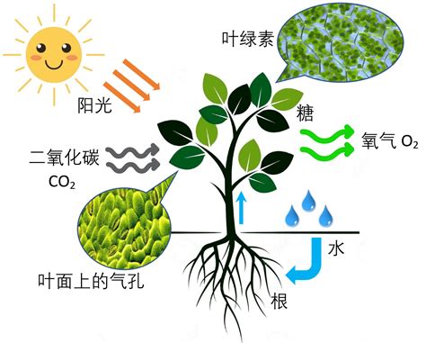 光合作用|植物光合作用需要的光是什么光都可以吗？还是可见光…